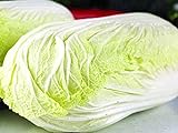 Foto 100 piezas semillas de repollo chino hojas verdes claras verduras no GMO para plantar al aire libre adaptabilidad fuerte fácil de germinar, mejor precio 4,99 €, éxito de ventas 2024