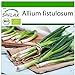 SAFLAX - Ecológico - Cebolla tierna - Ishikura japonés - 150 semillas - Allium fistulosum nuevo 2024