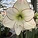 Flores Cortadas Calidad,Flores Cortadas Calidad,Planta Rara,Bulbos Amarilis,Flores Ornamentales,Fácil Cultivar-1 Bulbos nuevo 2024