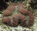 Acuario Coral Cerebro Lobulado (Abierta Coral Cerebro), Lobophyllia marrón Foto