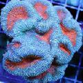 Acuario Coral Cerebro Lobulado (Abierta Coral Cerebro), Lobophyllia azul claro Foto