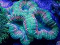 Acuario Coral Cerebro Lobulado (Abierta Coral Cerebro), Lobophyllia verde Foto