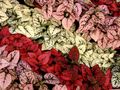 rojo Decorativo-Foliáceo Planta De Lunares, Pecas Cara Foto y características